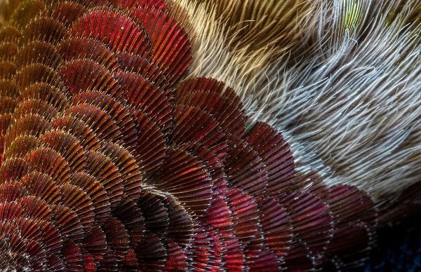 Arizona Close-up of hummingbird feather pattern